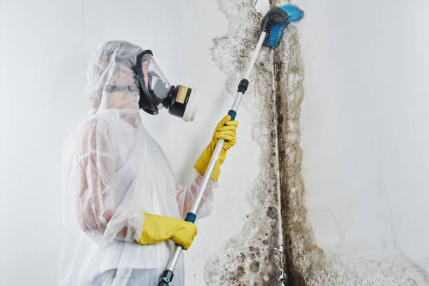 Office Mold Removal Services in Park River, ND