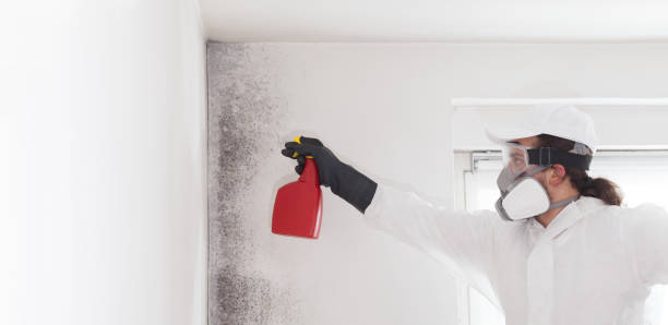 Home Mold Removal in Park River, ND